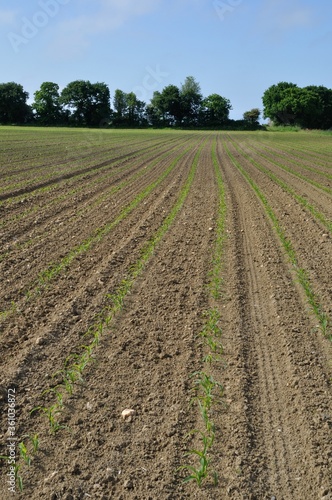 Tableau sur toile Corn  field in  Spring in Brittany