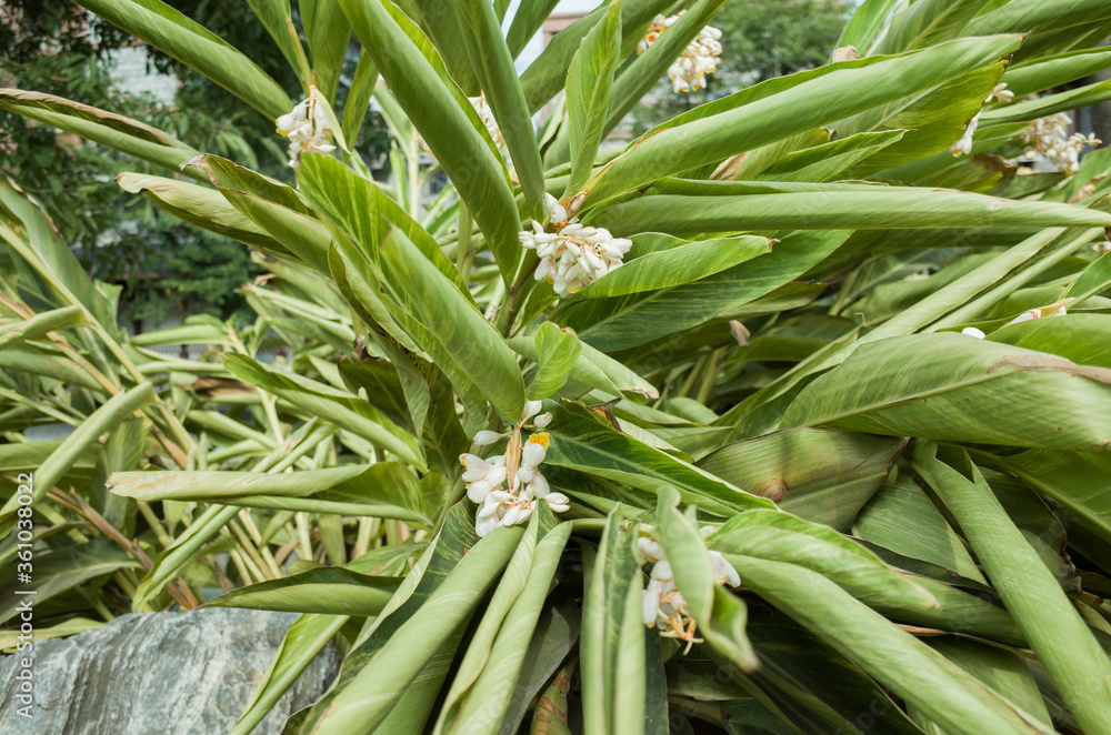 Obraz premium Beautiful Pink shell ginger Alpinia zerumbet flower in roadside, Chengdu, China.
