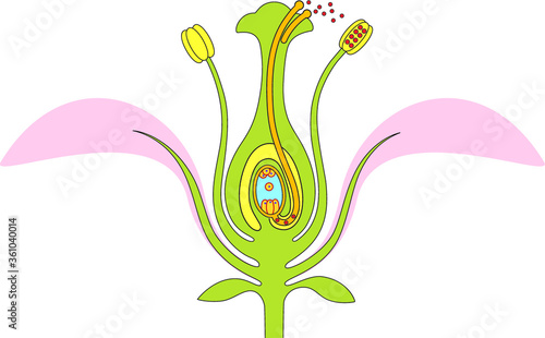 Parts of flower and double fertilization