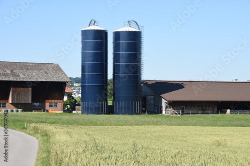 Wheat field in Switzerland countryside in sunny summer weather with asphalt road leading to a small farm with two blue towers for silage storage under azure sky. photo