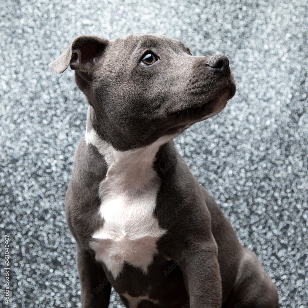 Blue Staffordshire Terrier on a sparkly studio backdrop Blue Staffordshire Terrier on a sparkly studio backdrop