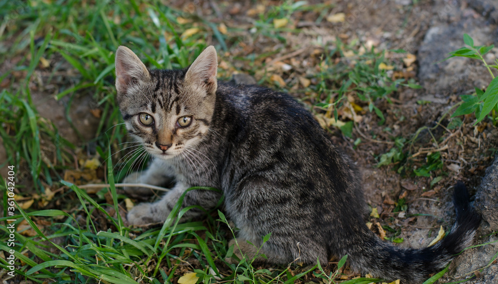 Obraz premium A street cat is walking. Black cat.