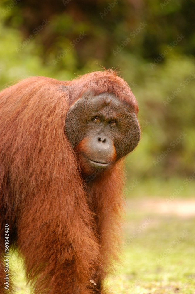 An adult Male orangutan at Tanjung Puting National Park, Indonesia.