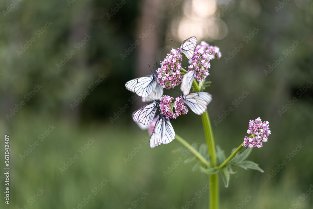 White Cabbage Butterfly -Pieris rapae on a pink flower. White Cabbage Butterfly -Pieris rapae on a pink flower.