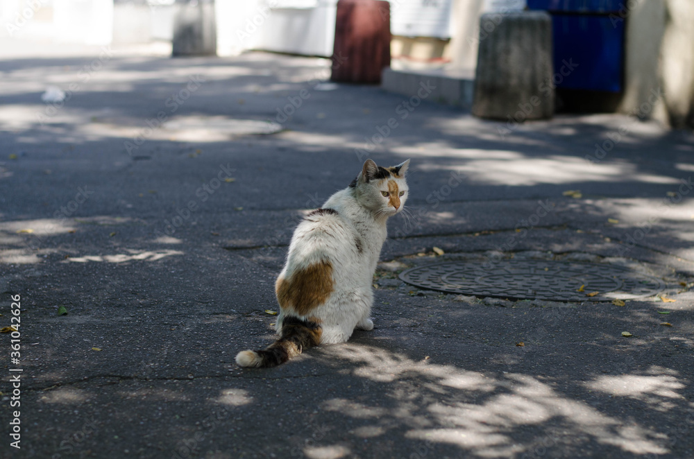 A street cat is walking. Spotted domestic cat.