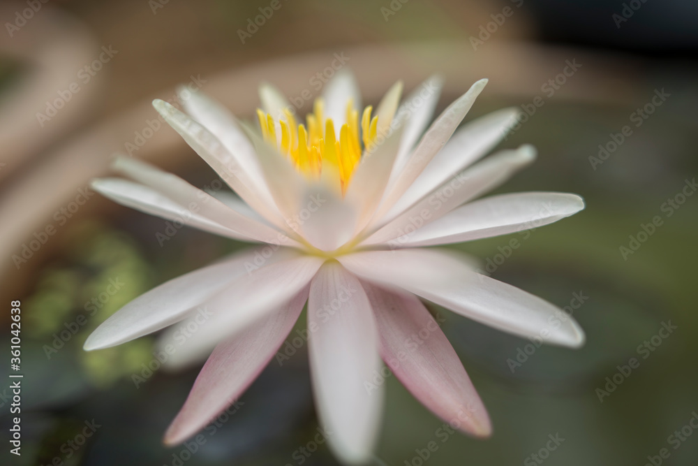 Fototapeta premium Flor de Loto en La India