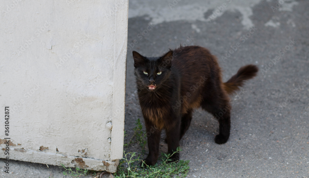 A street cat is walking. Black cat.