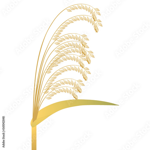 A panicle of ripe millet isolated on a white background.