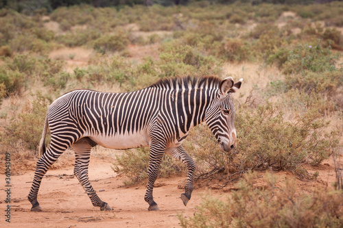 One adult Grevy Zebra walking in Samburu National Reserve Kenya
