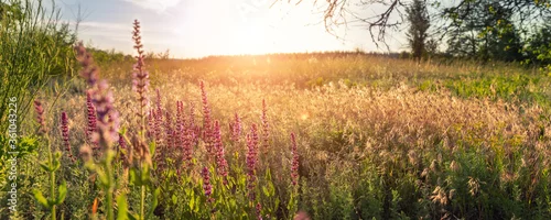 Obraz  z motywem Beautiful scenic colorful wild flower field meadow sunset evening sunrise morning summertime nature landscape panorama. Vibrant multicolored countryside rural steppe dawn wide panoramic banner view