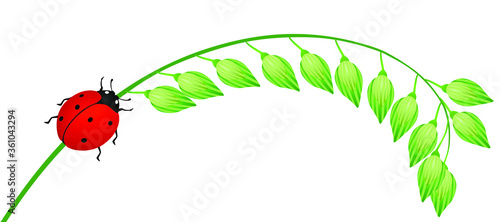 Ladybug on a branch of green millet on white.