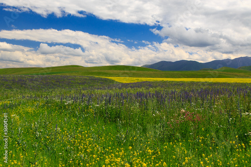 Flowering wild grass in the mountains. Summer landscape. Kyrgyzstan