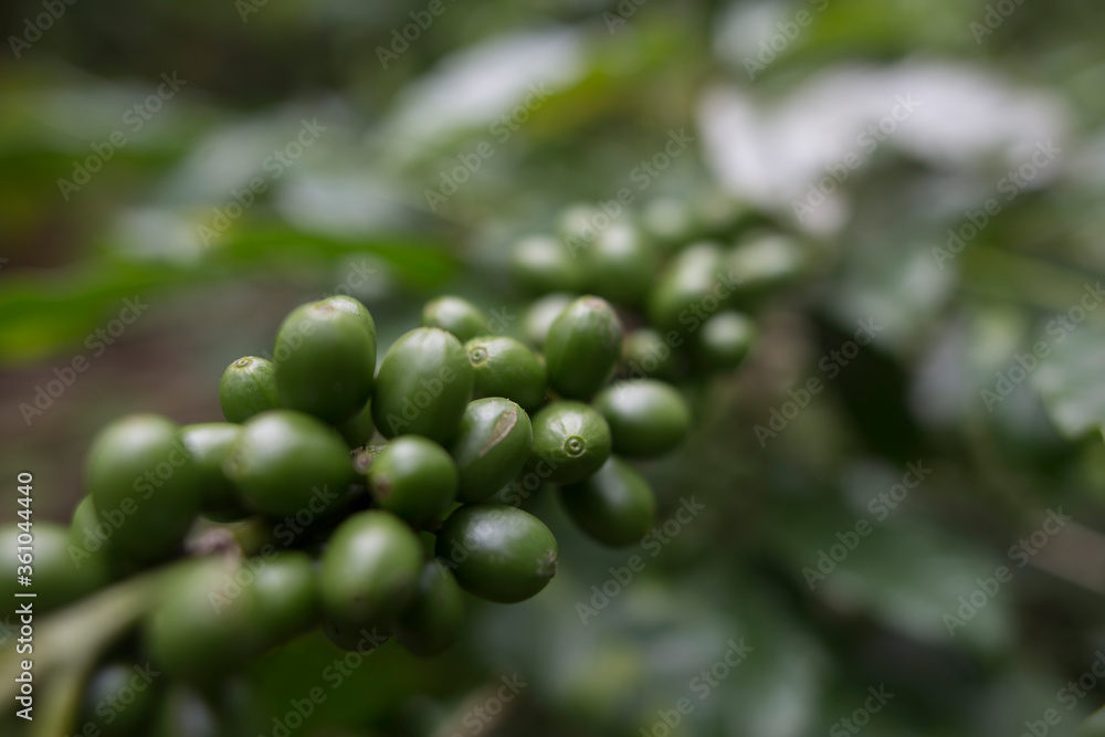 Plantacion organica de cafe en Karnakata, India 