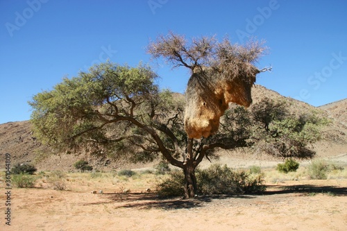 Multi-family bird house in Namib desert  Africa