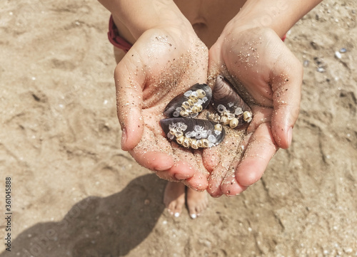 Girl on the beach in her hands holds multi-colored sea shells and sand close-up.