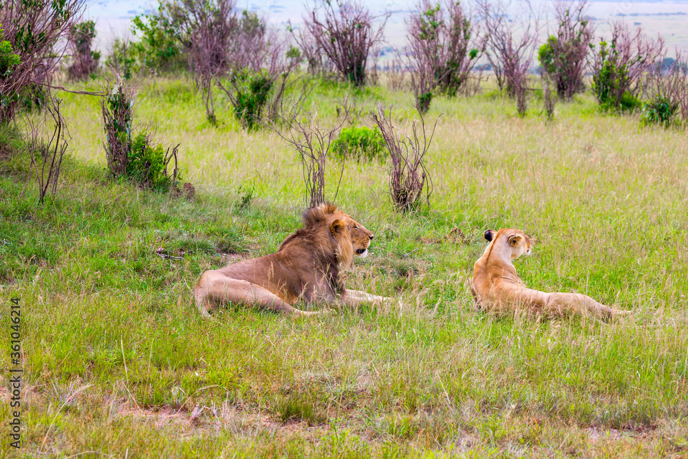 Naklejka premium Young lion and lioness