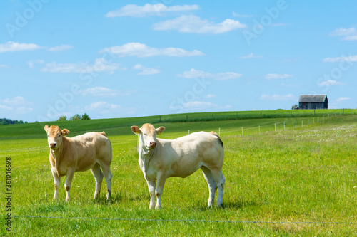 Fototapeta Naklejka Na Ścianę i Meble -  Rinder auf der Weide in der Eifel