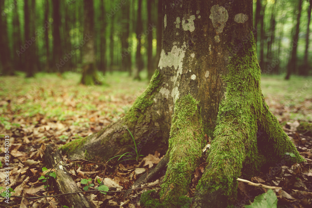 Naklejka premium Tree trunk in the ground