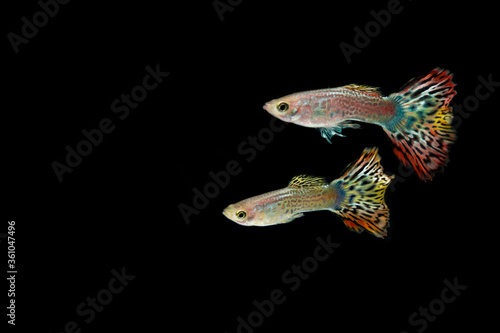 guppy fish isolated on white background