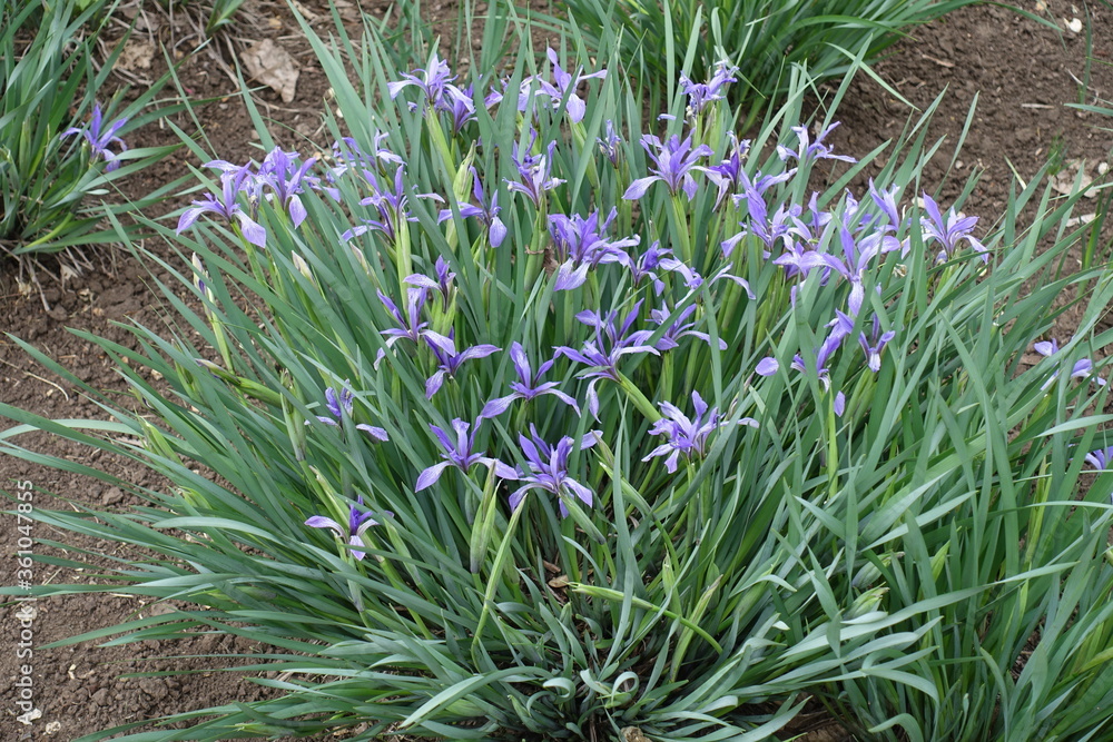 Obraz premium Iris sibirica in full bloom in May