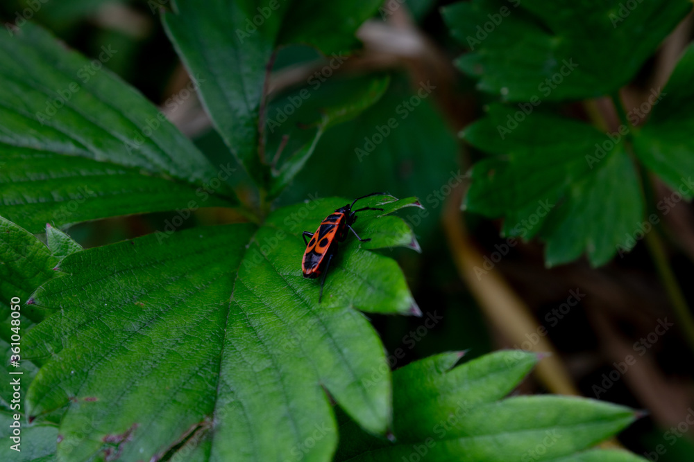 Tiny firebug on a leaf Tiny firebug on a leaf