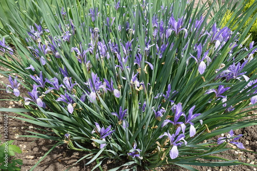 Multiple violet flowers of Iris sibirica in May