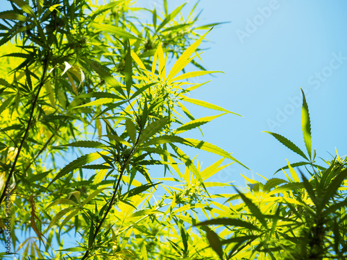 Bright afternoon sunlight illuminates cannabis leaves, creating a soft focus, dreamy image