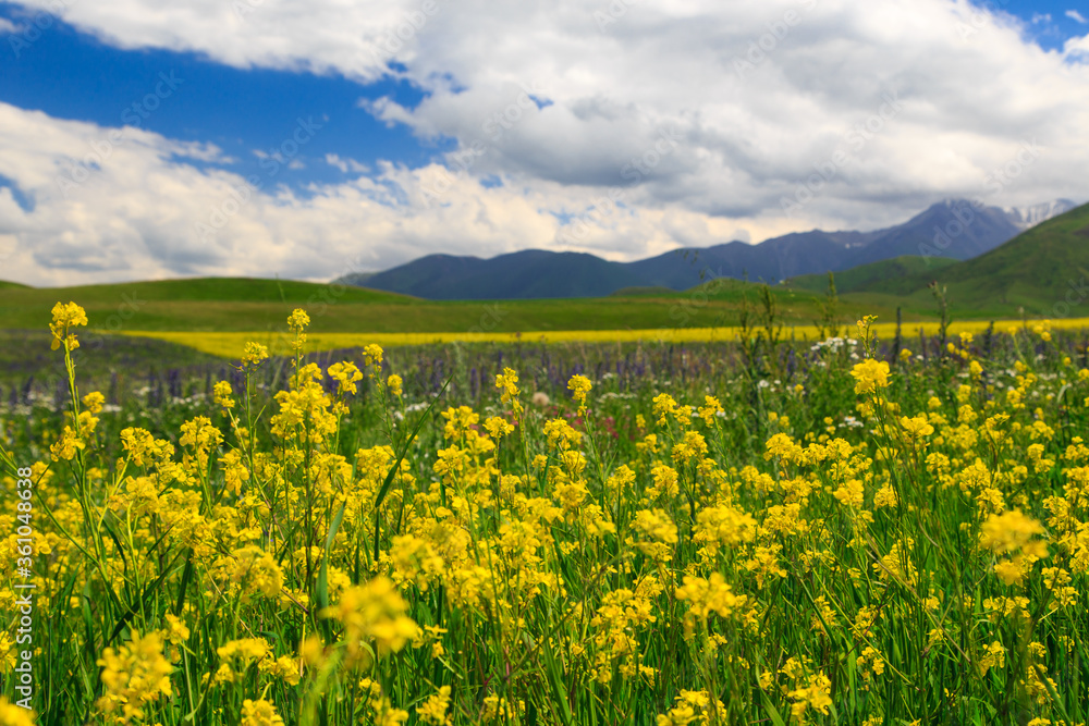 Flowering wild grass in the mountains. Summer landscape. Kyrgyzstan