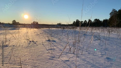 Amazing beautiful pine forest as a background in winter time at sunset. Frosty grass at winter sunset in a field. photo