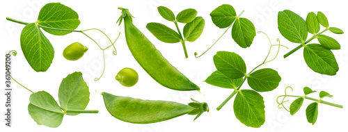 Billede på lærred Fresh green pea leaves isolated on white background