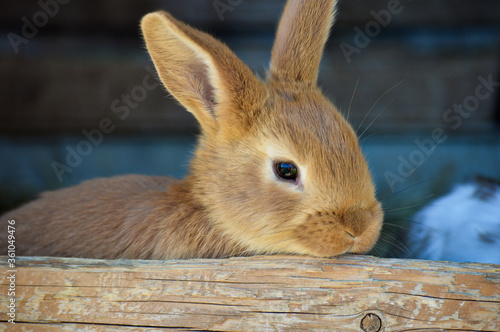 Little, new born, furry rabbits at little bio family farm