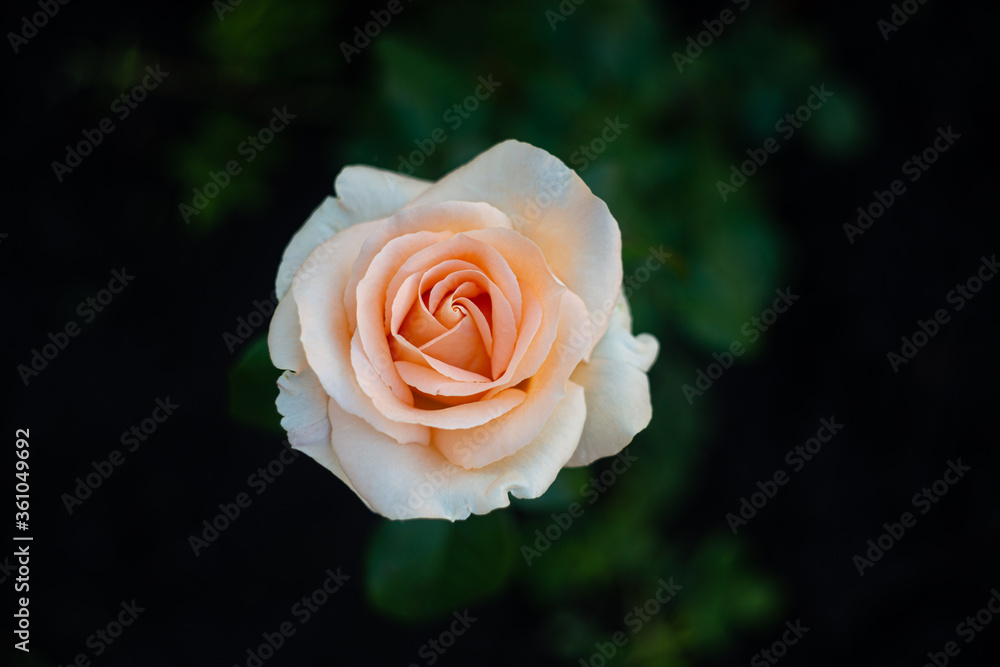 single beige rose single beige rose
