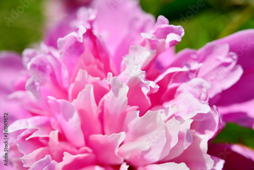 Pink peony buds with white border