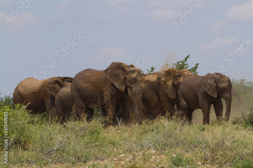 Large dusty herd of elephants walking together under a blue sky in Mapungubwe National Park South Africa