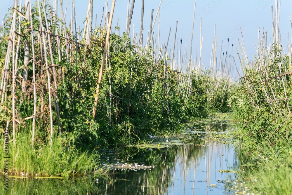 Floting field Inle lake in Nyaungshwe Township of Shan State. Shan Hills in Myanmar Burma Floting field Inle lake in Nyaungshwe Township of Shan State. Shan Hills in Myanmar Burma
