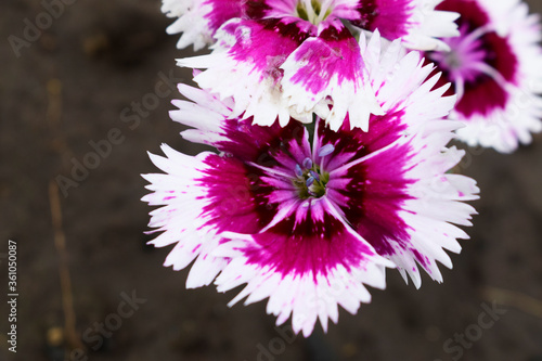 A variety of chrysanthemums. Low-growing chrysanthemums of raspberry, pink and white color. photo