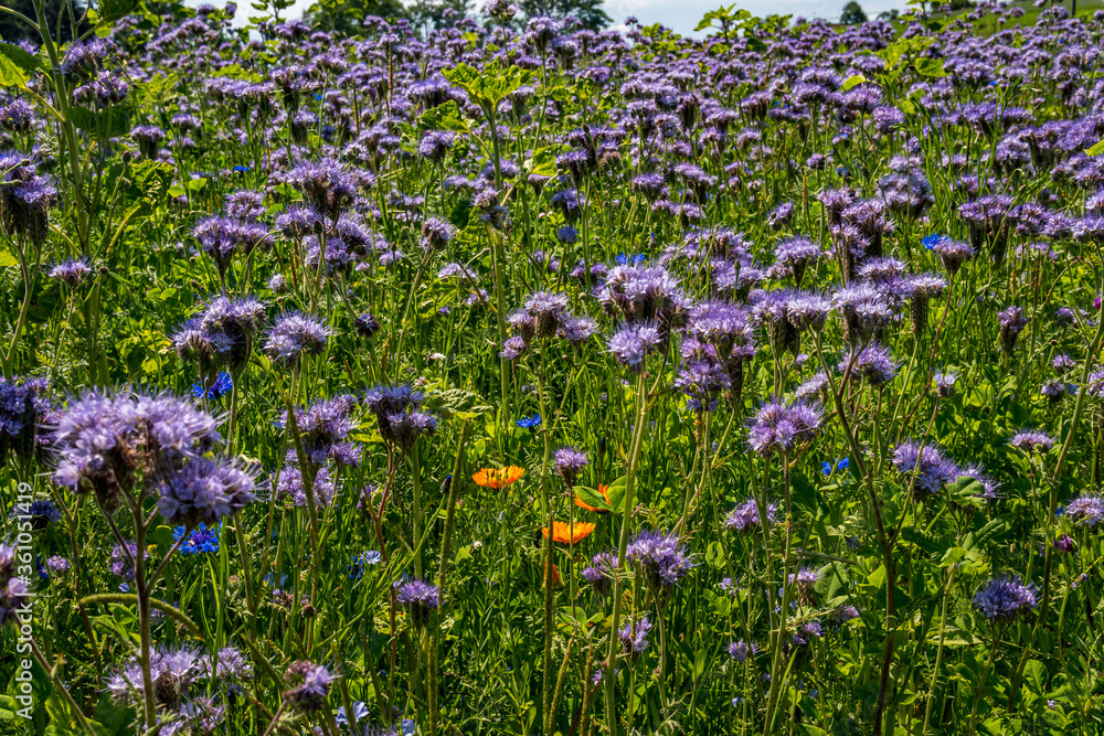 Beautiful flowers and grain fields with bees and insects