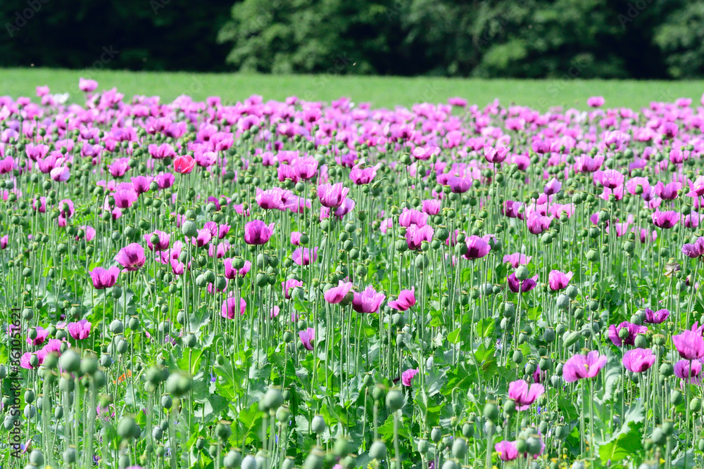 Backmohn , (Papaver somniferum) auf einem Feld Backmohn , (Papaver somniferum) auf einem Feld