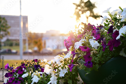 Beautiful photo of flowers in the city at sunset no people in the evening
