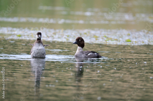  Schellente (Bucephala clangula) mit Küken