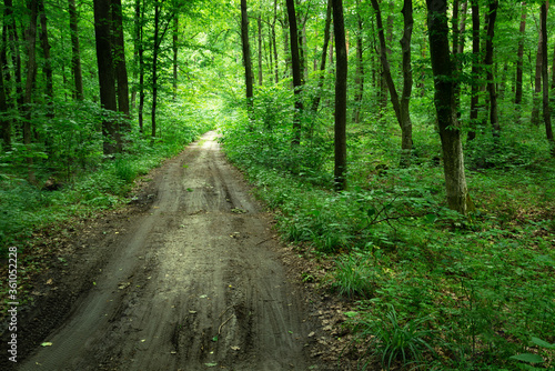 Ground road through green dense forest © darekb22
