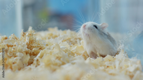 Adorable roborovskii dwarf hamster on wood chips photo