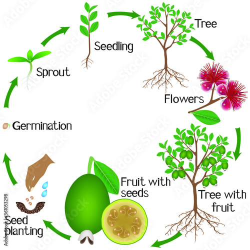 A growth cycle of a feijoa tree on a white background.