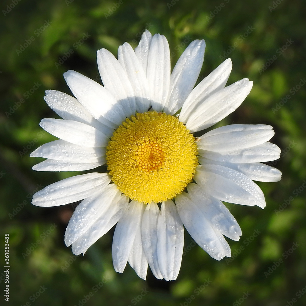 Fototapeta premium meadow flowers close-up