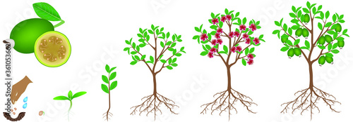 Cycle of growth of a feijoa plant on a white background.