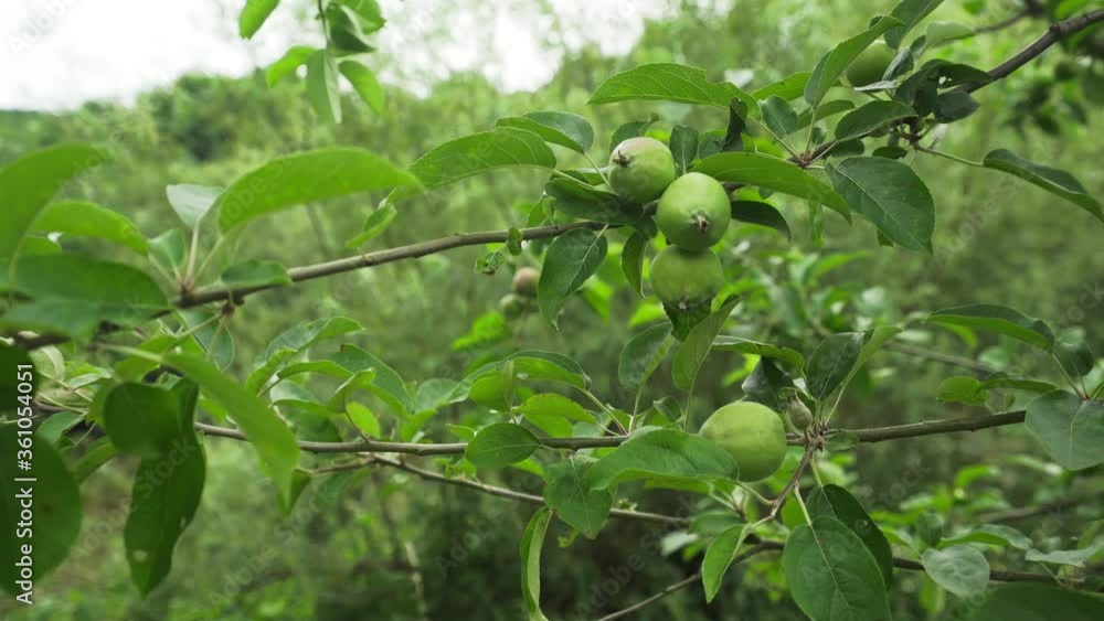Wild apple tree blowing in the wind Wild apple tree blowing in the wind