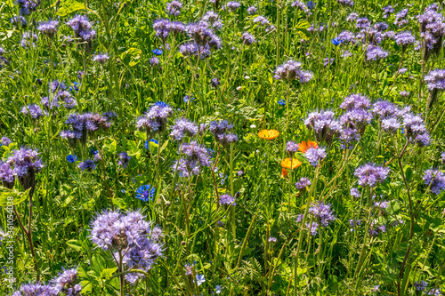 Beautiful flowers and grain fields with bees and insects