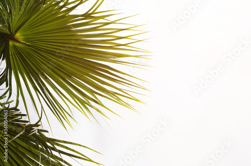 Sun over green palm leaves. Tropical Background. © LunaLu