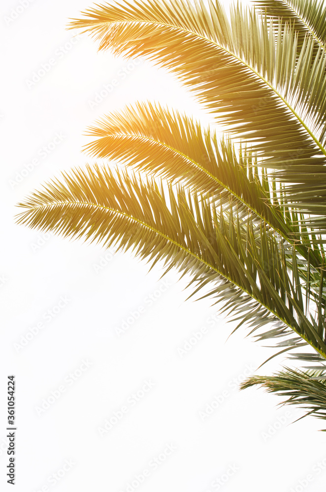 Sun over green palm leaves. Tropical Background. Sun over green palm leaves. Tropical Background.