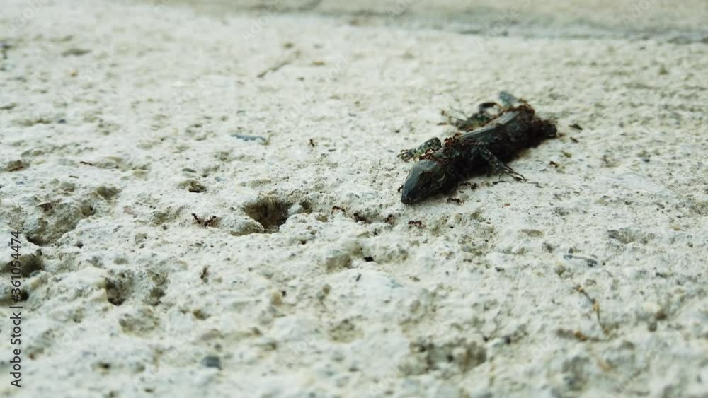 Black Ants Eating A Dead Lizard On The Ground - close up Black Ants Eating A Dead Lizard On The Ground - close up